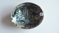 Abalone schelp groot