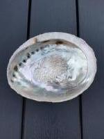 Abalone schelp licht XXL