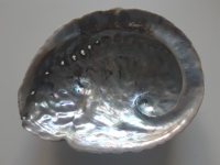 Abalone  schelp licht